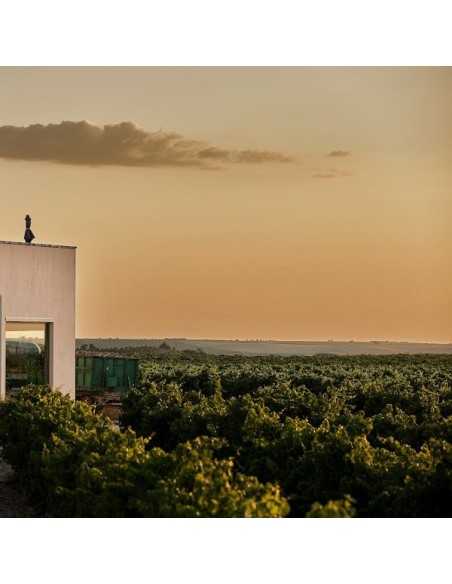 Bodega Menade-Mejores bodegas para visitar-Rueda