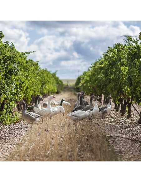 Bodega Menade-Mejores bodegas para visitar-Rueda
