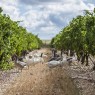Bodega Menade-Mejores bodegas para visitar-Rueda