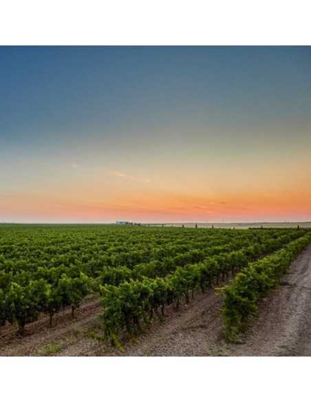 Bodega Menade-Mejores bodegas para visitar-Rueda