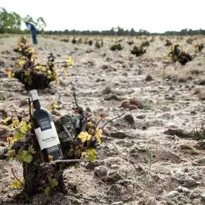 Bodega Cuatro Rayas-Bodegas Valladolid para visitar