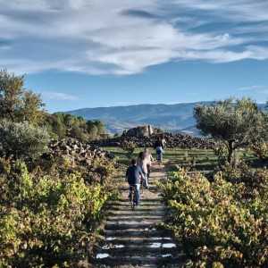 Bodegas Izadi - Visita bodegas en La Rioja- Desde 25€ 2