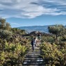 Bodegas Izadi - Visita bodegas en La Rioja- Desde 25€