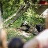 Entradas Zoo Aquarium Madrid 17,90 Descuento 24% | 2X1