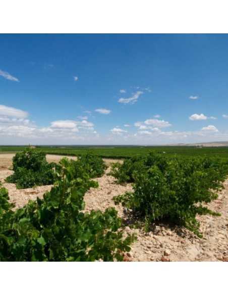 Bodegas Segovia DO Rueda - Enoturismo - Blanco de Nieva