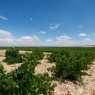 Bodegas Segovia DO Rueda - Enoturismo - Blanco de Nieva