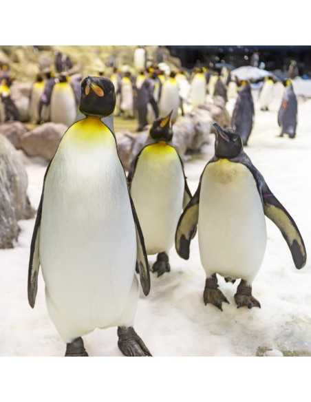 Entradas LORO PARQUE TENERIFE 16€ - Descuentos y Ofertas