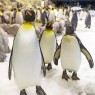 Entradas LORO PARQUE TENERIFE 16€ - Descuentos y Ofertas