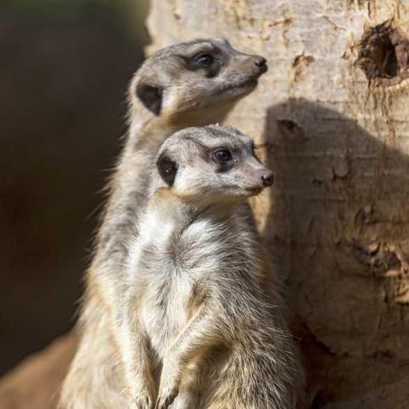 Entradas LORO PARQUE TENERIFE 16€ - Descuentos y Ofertas