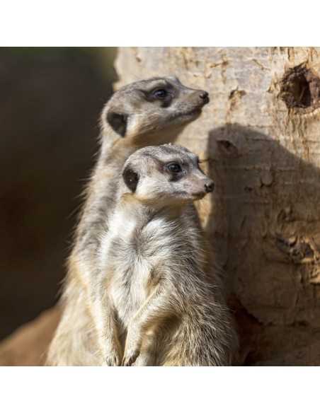 Entradas LORO PARQUE TENERIFE 16€ - Descuentos y Ofertas