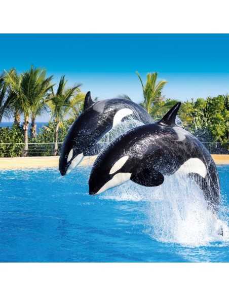 Entradas LORO PARQUE TENERIFE 16€ - Descuentos y Ofertas