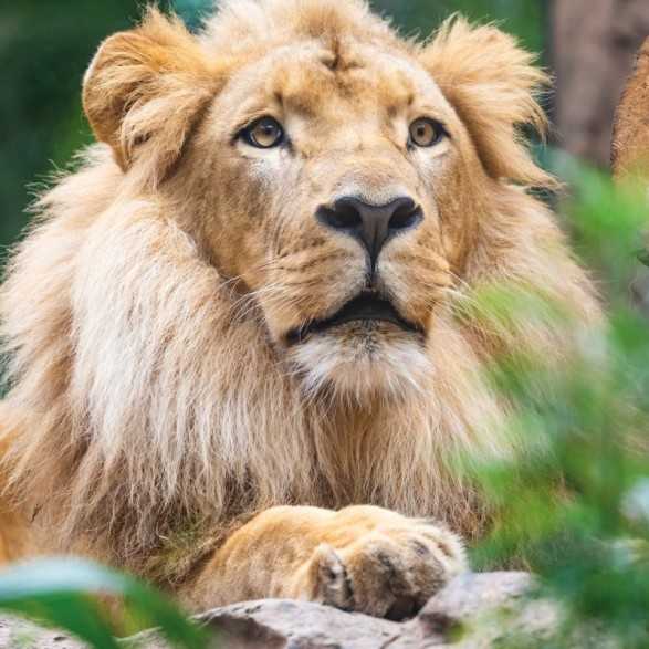 Entradas LORO PARQUE TENERIFE 16€ - Descuentos y Ofertas