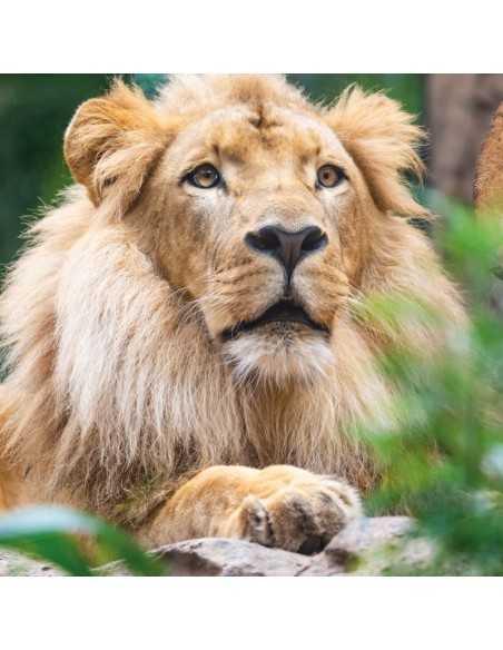 Entradas LORO PARQUE TENERIFE 16€ - Descuentos y Ofertas