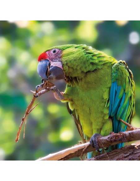 Entradas LORO PARQUE TENERIFE 16€ - Descuentos y Ofertas