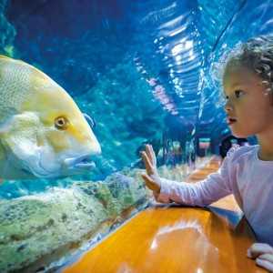 Entradas LORO PARQUE TENERIFE 16€ - Descuentos y Ofertas 2