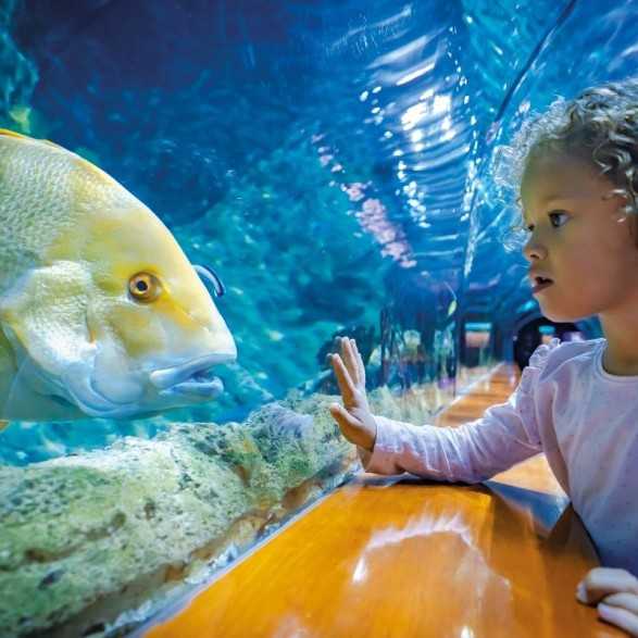Entradas LORO PARQUE TENERIFE 16€ - Descuentos y Ofertas