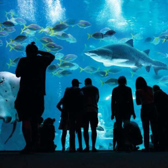 POEMA DEL MAR AQUARIUM - Entradas desde 19€