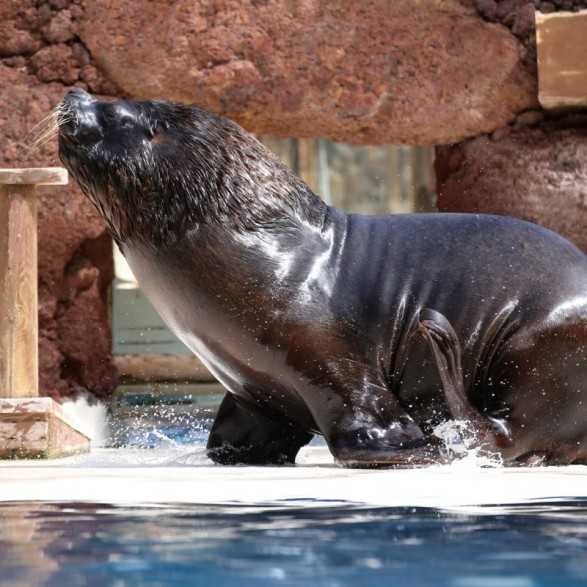 OASIS WILDLIFE FUERTEVENTURA Entradas - Ticktes