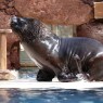 OASIS WILDLIFE FUERTEVENTURA Entradas - Ticktes