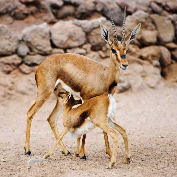 OASIS WILDLIFE FUERTEVENTURA Entradas - Ticktes