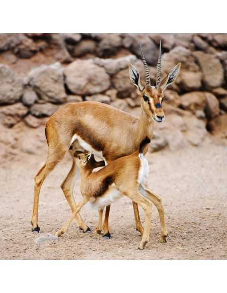 OASIS WILDLIFE FUERTEVENTURA Entradas - Ticktes