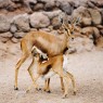 OASIS WILDLIFE FUERTEVENTURA Entradas - Ticktes