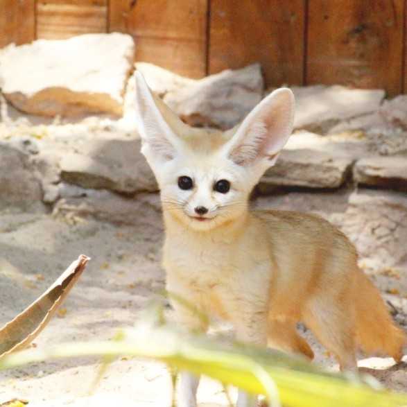 OASIS WILDLIFE FUERTEVENTURA Entradas - Ticktes