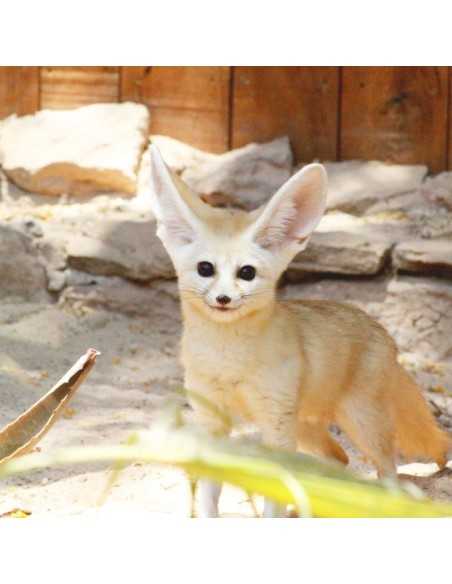 OASIS WILDLIFE FUERTEVENTURA Entradas - Ticktes