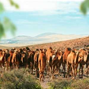 OASIS WILDLIFE FUERTEVENTURA Entradas - Ticktes