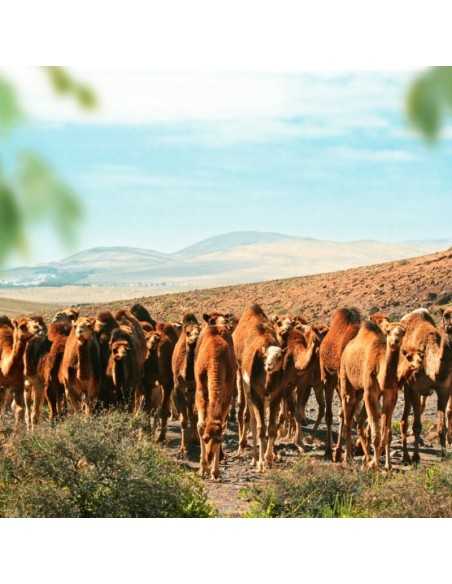 OASIS WILDLIFE FUERTEVENTURA Entradas - Ticktes