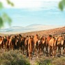 OASIS WILDLIFE FUERTEVENTURA Entradas - Ticktes