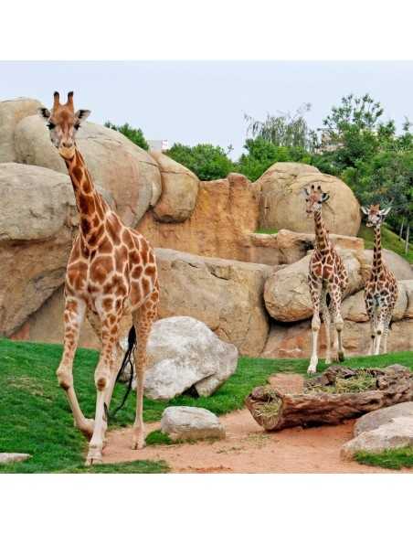 Entradas BIOPARC Valencia desde 21,70€ | Descuentos