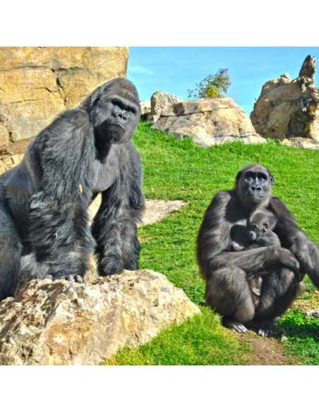 Entradas BIOPARC Valencia desde 21,70€ | Descuentos