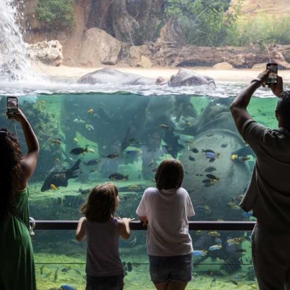Entradas BIOPARC Valencia desde 21,70€ | Descuentos