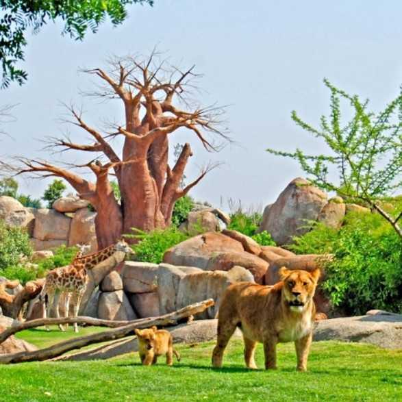 Entradas BIOPARC Valencia desde 21,70€ | Descuentos
