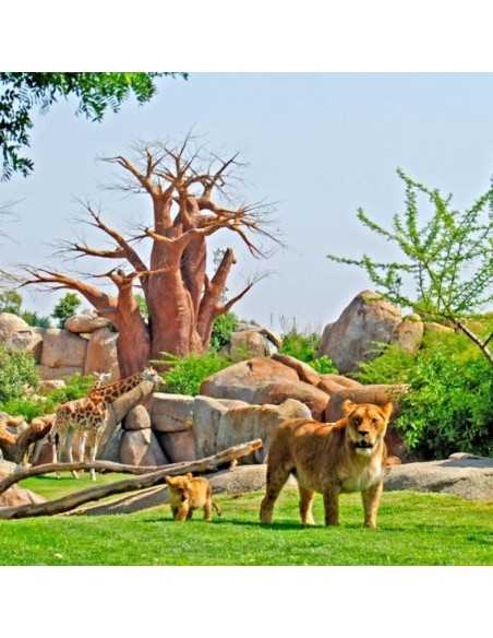 Entradas BIOPARC Valencia desde 21,70€ | Descuentos