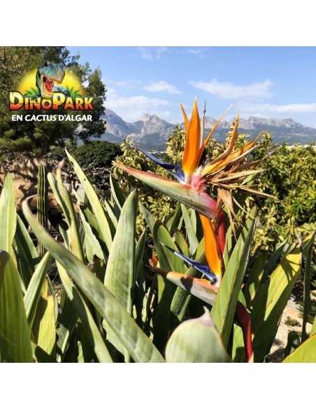Entradas DinoPark Algar 13,50€ | Parque de Dinosaurios 🦖