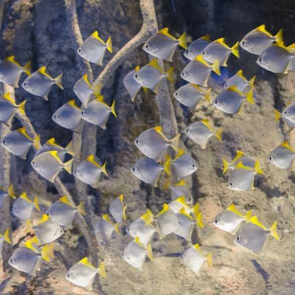 Entradas Atlantis Aquarium desde 10,90 €🎟️🐟37% Dto