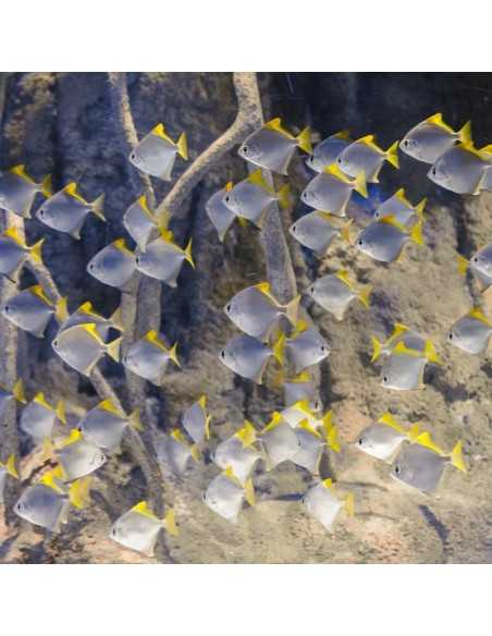 Entradas Atlantis Aquarium desde 10,90 €🎟️🐟37% Dto