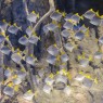 Entradas Atlantis Aquarium desde 10,90 €🎟️🐟37% Dto