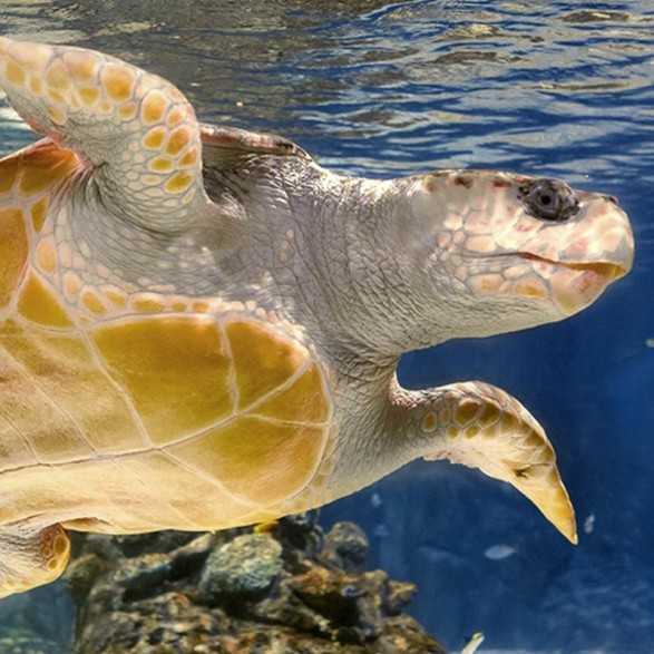 Entradas Atlantis Aquarium desde 10,90 €🎟️🐟37% Dto
