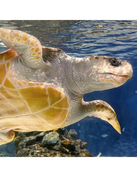 Entradas Atlantis Aquarium desde 10,90 €🎟️🐟37% Dto