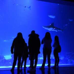Entradas Atlantis Aquarium desde 10,90 €🎟️🐟37% Dto 2