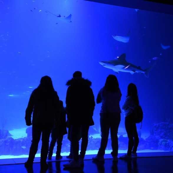 Entradas Atlantis Aquarium desde 10,90 €🎟️🐟37% Dto
