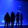 Entradas Atlantis Aquarium desde 10,90 €🎟️🐟37% Dto