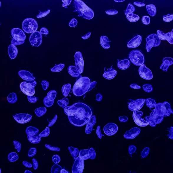 Entradas Atlantis Aquarium desde 10,90 €🎟️🐟37% Dto