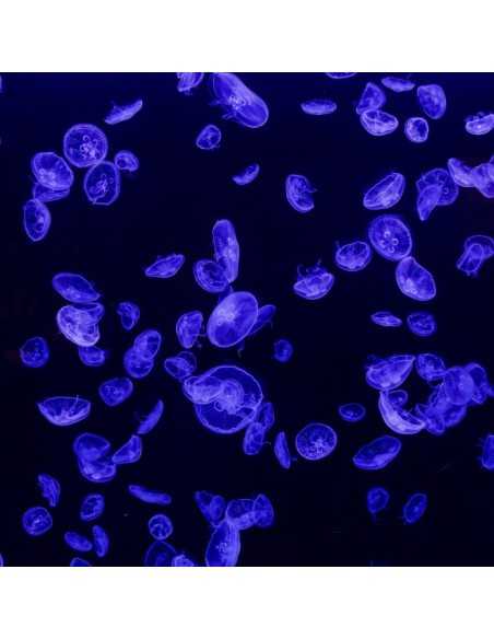 Entradas Atlantis Aquarium desde 10,90 €🎟️🐟37% Dto
