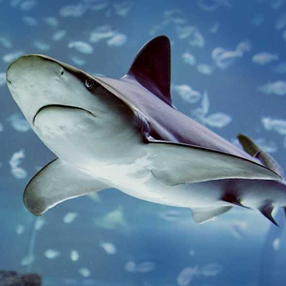 Entradas Atlantis Aquarium desde 10,90 €🎟️🐟37% Dto