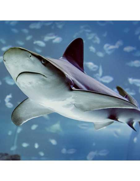 Entradas Atlantis Aquarium desde 10,90 €🎟️🐟37% Dto