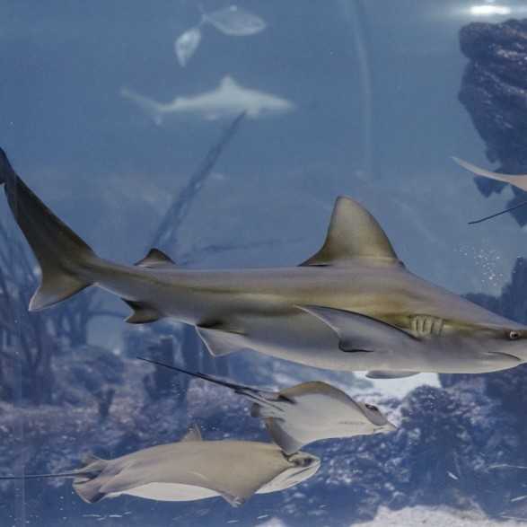 Entradas Atlantis Aquarium desde 10,90 €🎟️🐟37% Dto